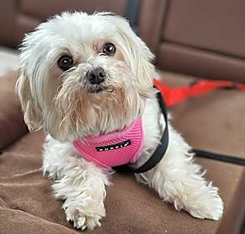 Photo of Lacey