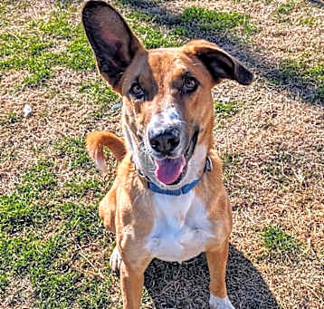 Photo of Copper