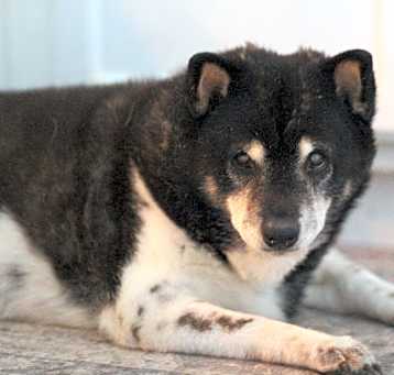 Photo of Tanuki