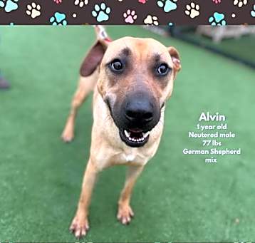 Photo of Alvin