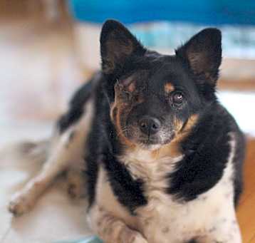 Photo of Stella
