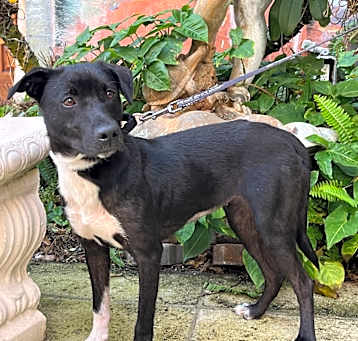 Photo of Mavis