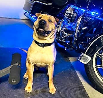 Photo of Tyson
