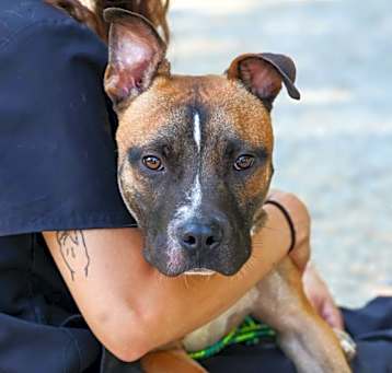 Photo of Razor 24-0466