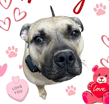 Photo of Honey 24-0140