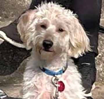 Photo of Buddy