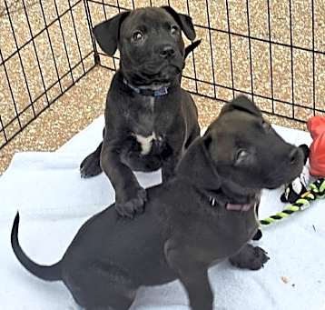 Photo of Courage and Nanook