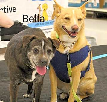 Photo of Bella