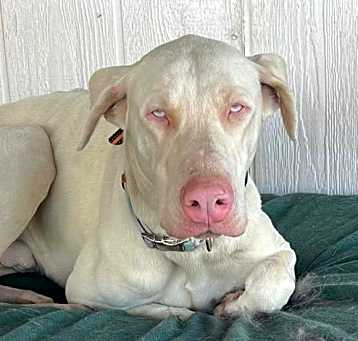 Photo of Casper