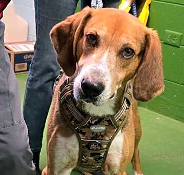 Photo of Camo: At shelter