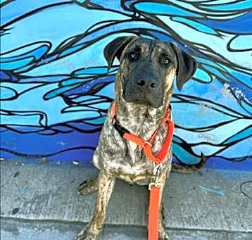 Photo of SAMSON