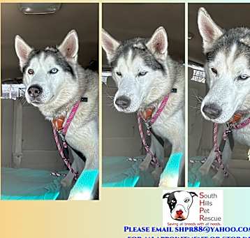 Photo of Thor