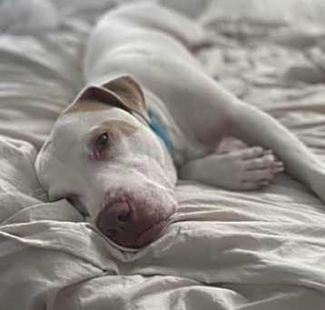 Photo of Blue