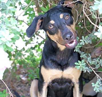 Photo of Rico Greenwood the Rambunctious Playful Pup