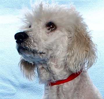 Photo of SIMBA