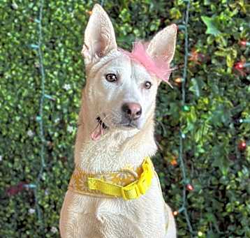 Photo of Paloma