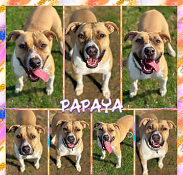 Photo of Papaya