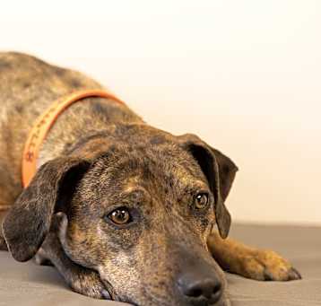 Photo of Juno