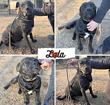 Photo of Lola