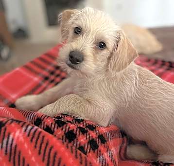 Photo of Snowflake Aka Winston