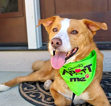 Photo of Bosco