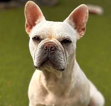 Photo of Lulu