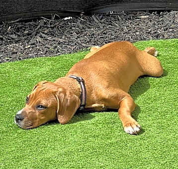 Photo of Annie AKA Layla