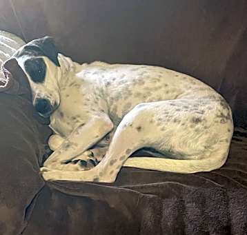 Photo of Bella