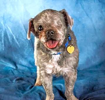 Photo of Ziggy