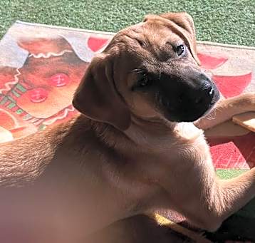Photo of Pumpkin