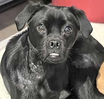 Photo of Tappy