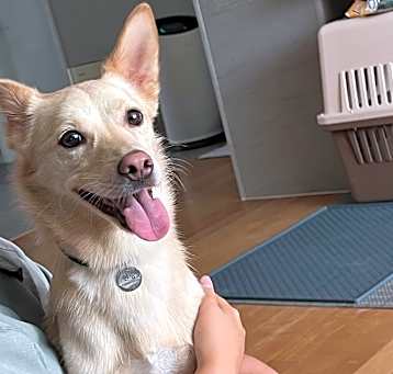 Photo of Henry (HDS)
