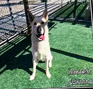 Photo of Scoobert
