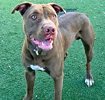 Photo of ARES