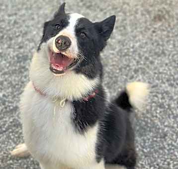 Photo of Oreo