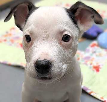 Photo of Cassian