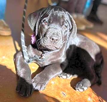 Photo of Choo Choo - Adoption Pending!