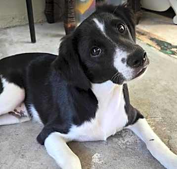 Photo of Xander - Puppy of Penny (ADOPTION PENDING)