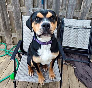 Photo of Pongo