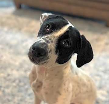 Photo of Dottie