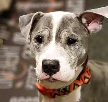 Photo of Willow