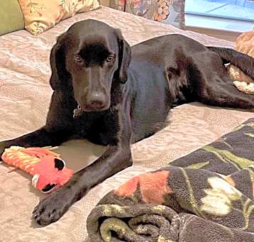 Photo of Baxter