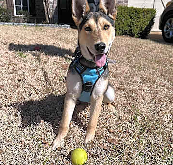 Photo of Kona (7mo PUPPY)