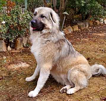 Photo of Marshi
