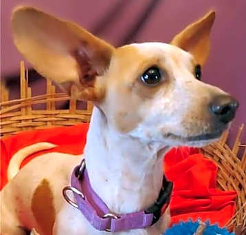 Photo of Daphne