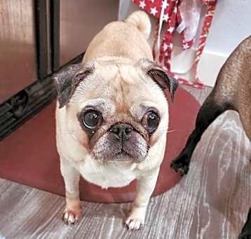 Photo of Abby