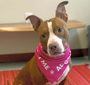 Photo of ZOE - $0 Adoption Fee!