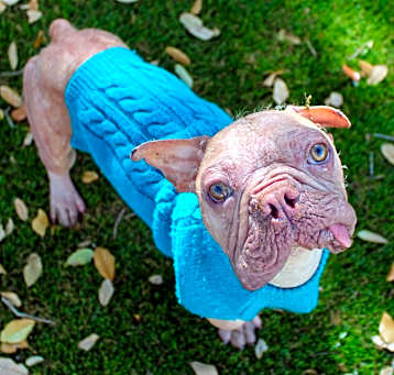 Photo of Dobby- Hairless frenchie