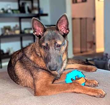 Photo of Scout