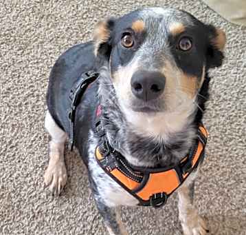 Photo of Nova
